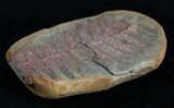 / Inch Fern Fossil From Mazon Creek #2150-1